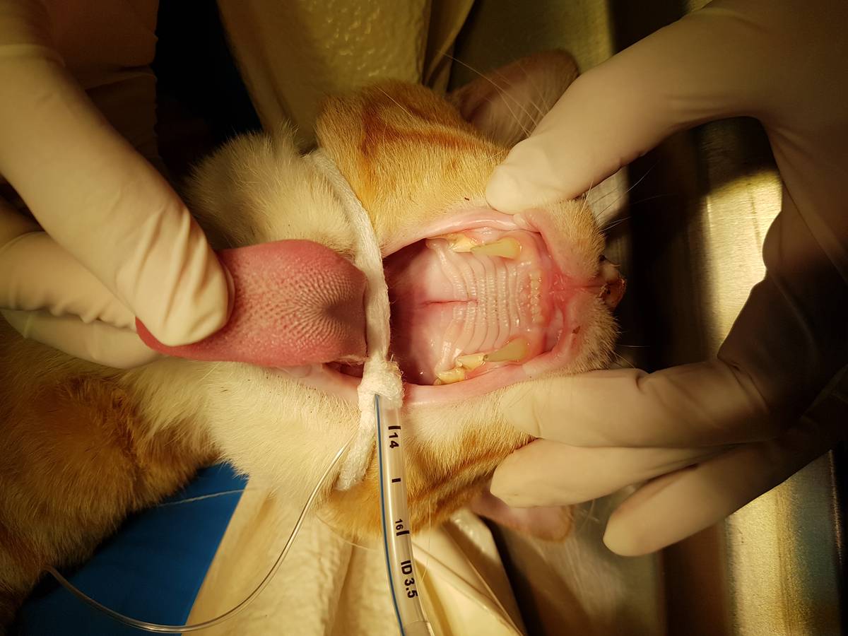 Cat with mouth wide open and airway tube in place for surgery-compressed