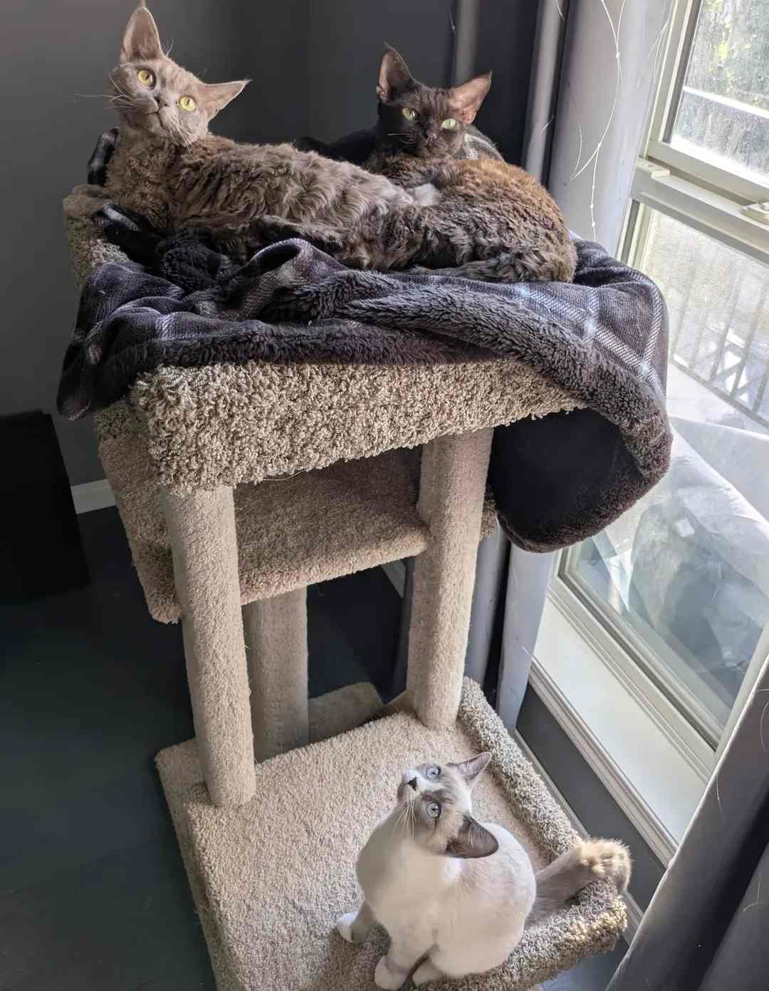 Dash, Gigi and Nemo-compressed