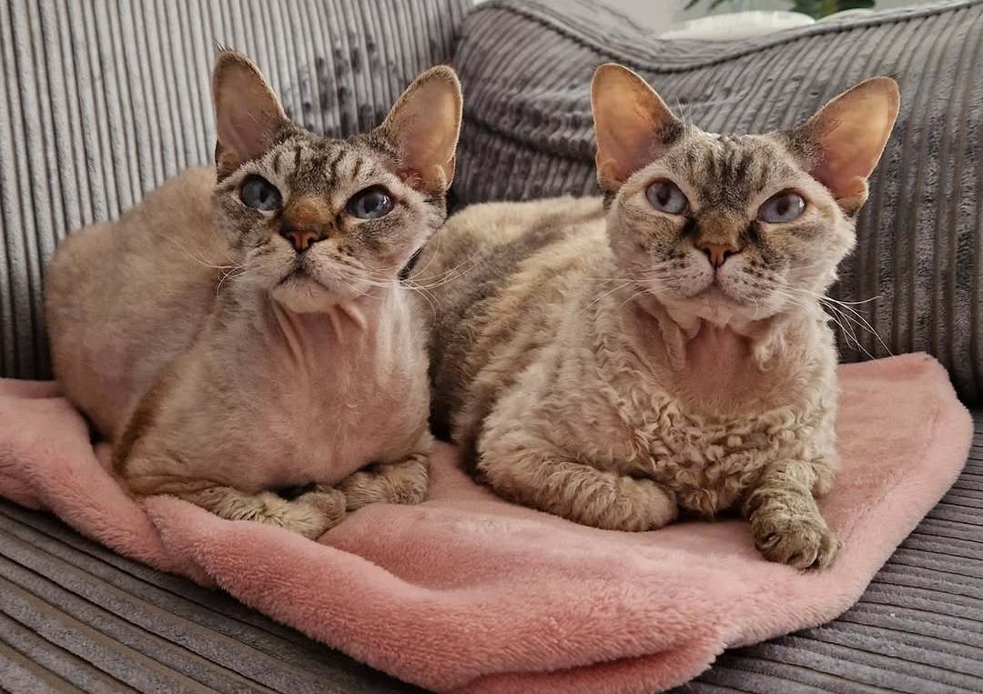 Diva and Dibbes