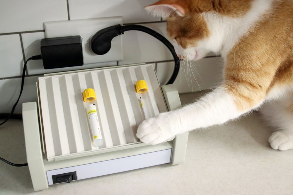 GoodVets Cat At Vet
