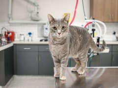 GoodVets Cat At Vet