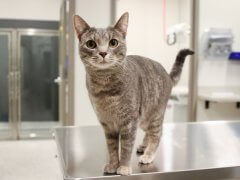 GoodVets Cat At Vet