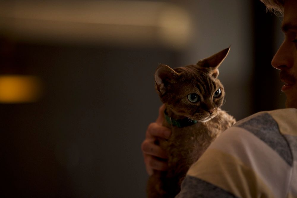 Jonesy the Devon Rex