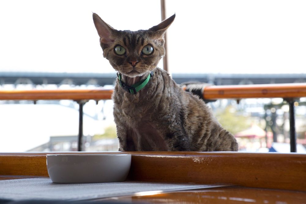 Jonesy the Devon Rex