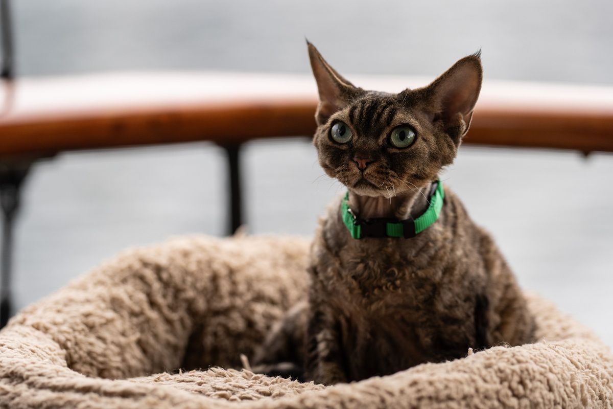 Jonesy the Devon Rex