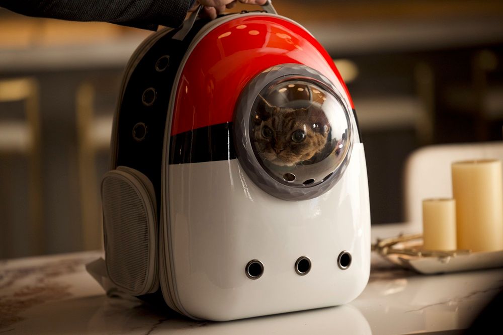 Jonesy the Devon Rex