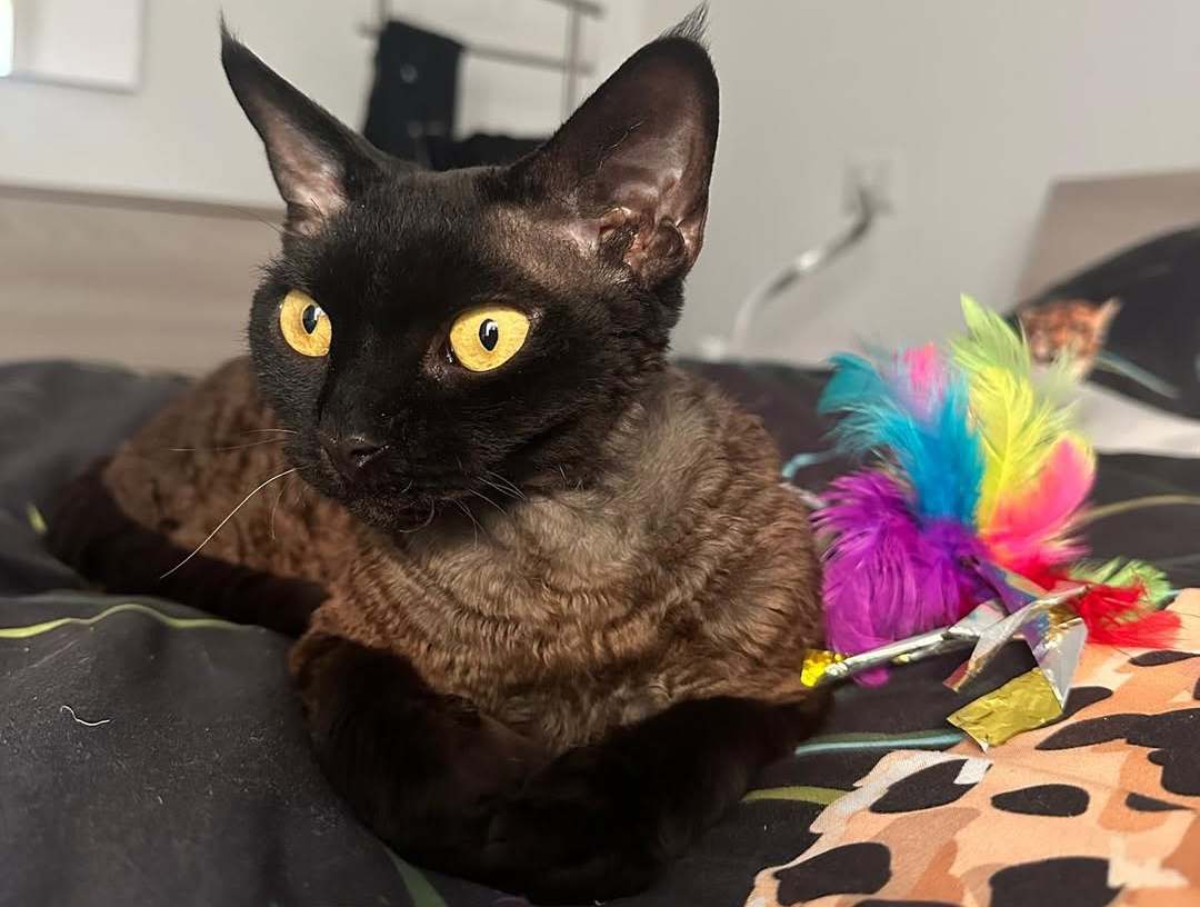 Morgana
