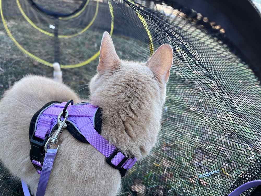 Outback Jack Kitty Compound Cat Playpen