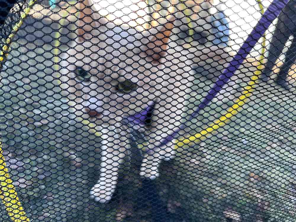 Outback Jack Kitty Compound Cat Playpen
