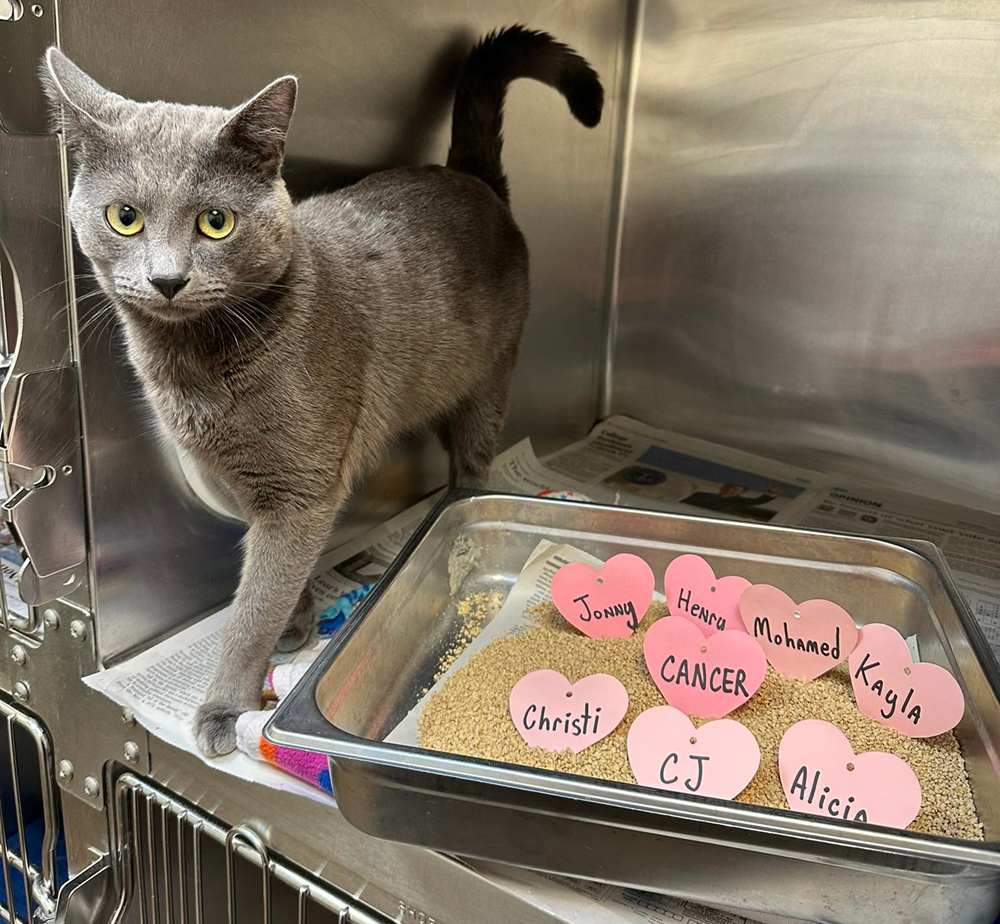 Russian Blue near Cat Litter