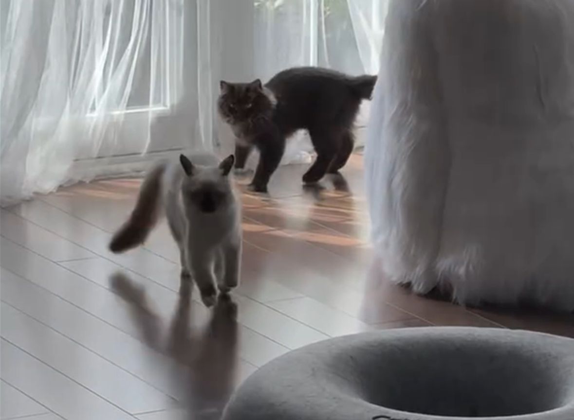 Mysti and Miu Miu