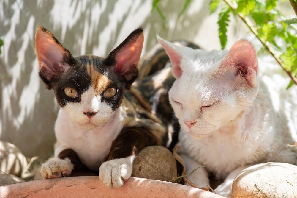 Two Devon Rex Cats on a sunny summer day