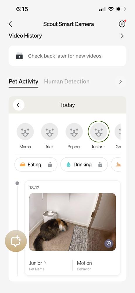 What Did Our Test Cats Think