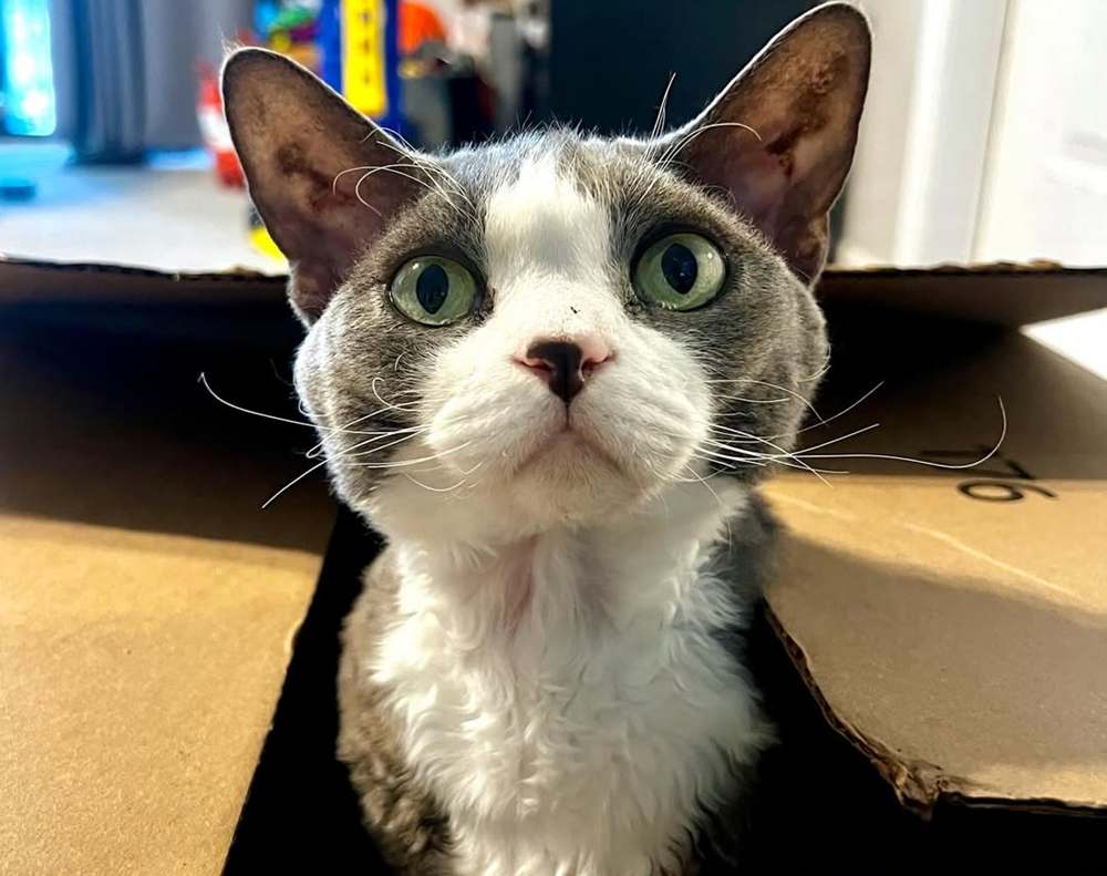 @devonrex_cat_cookie