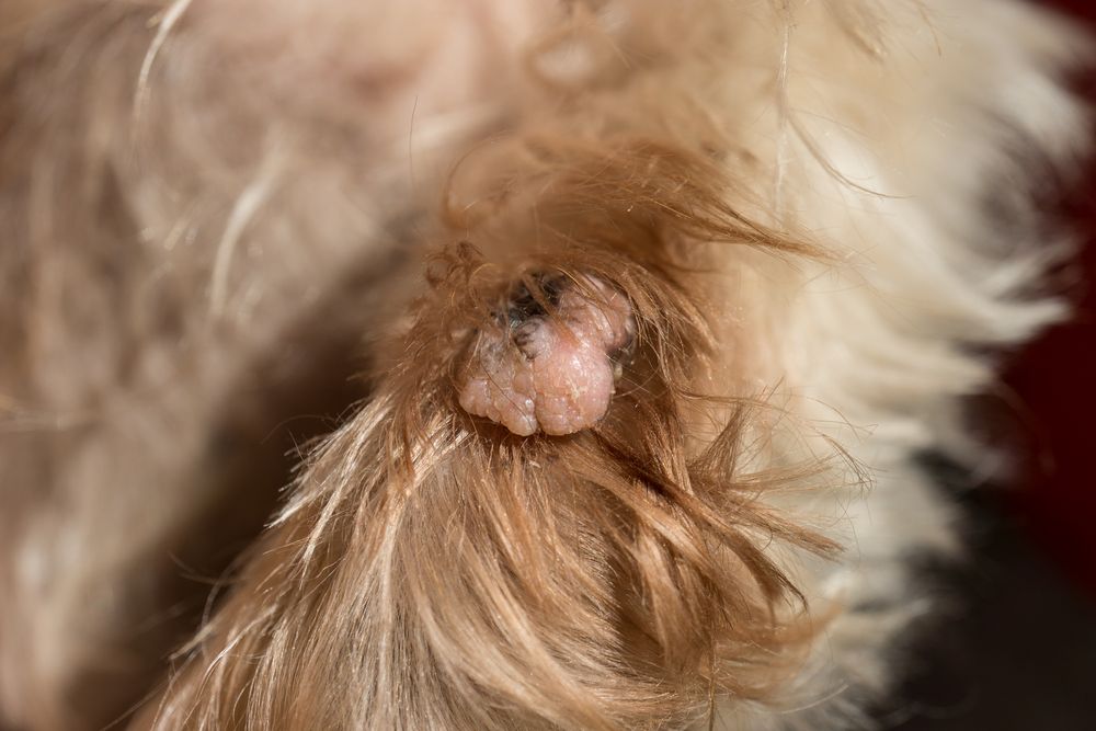 Close up photos of a dog’s paw with a small nodular skin growth on it.