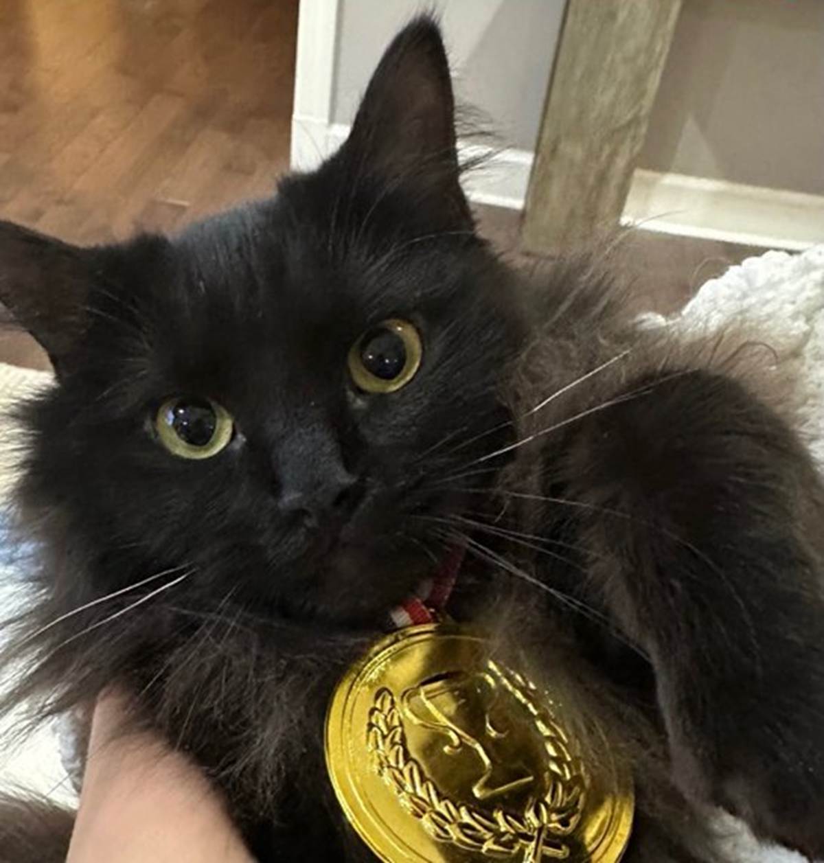 ilia cat
