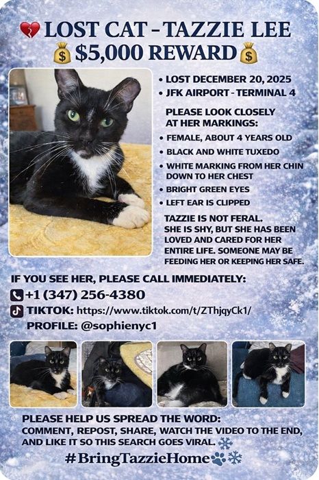 lost cat tazzie lee