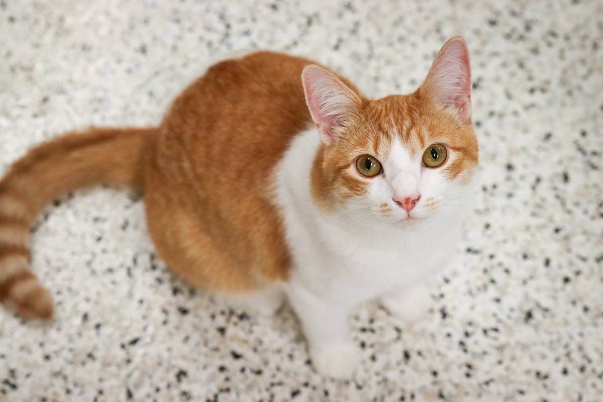 orange cat