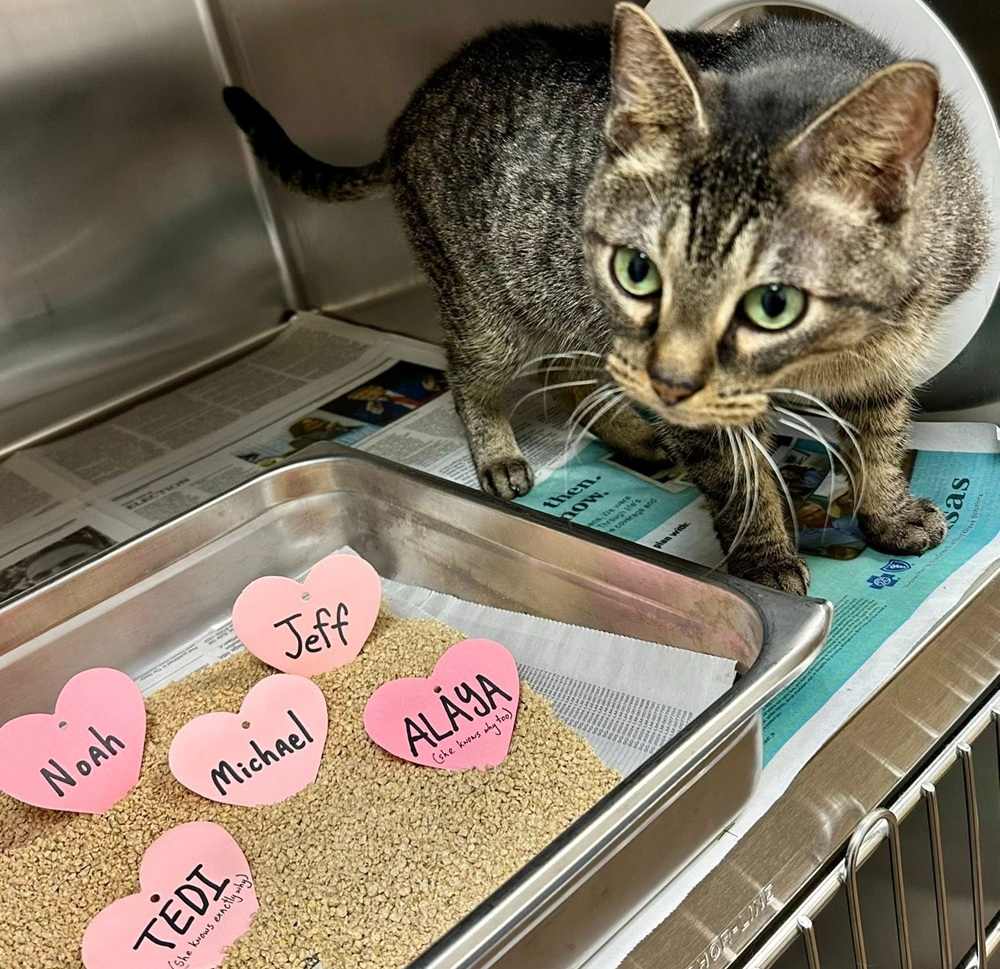 tabby cat near cat litter