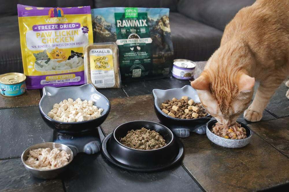 10 Best Cat Foods 2026 Approach Taste Test