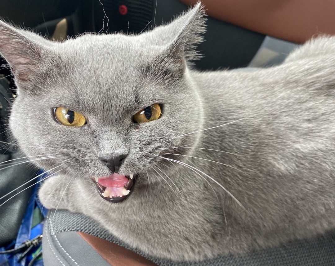 Bleu