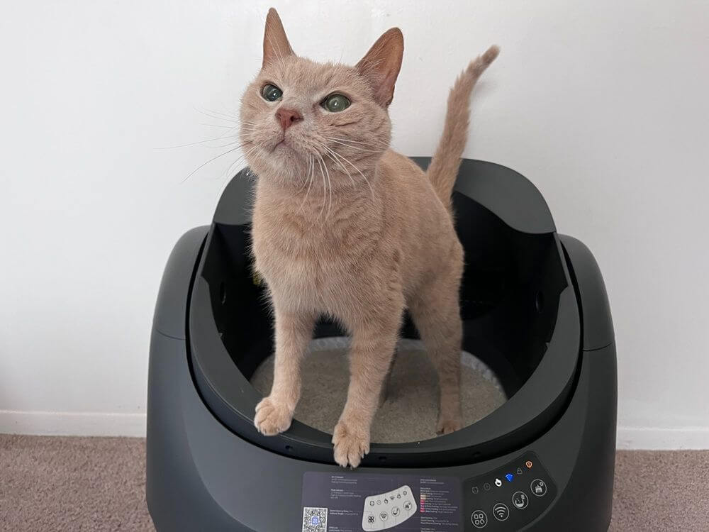 Catlink Scooper Open X