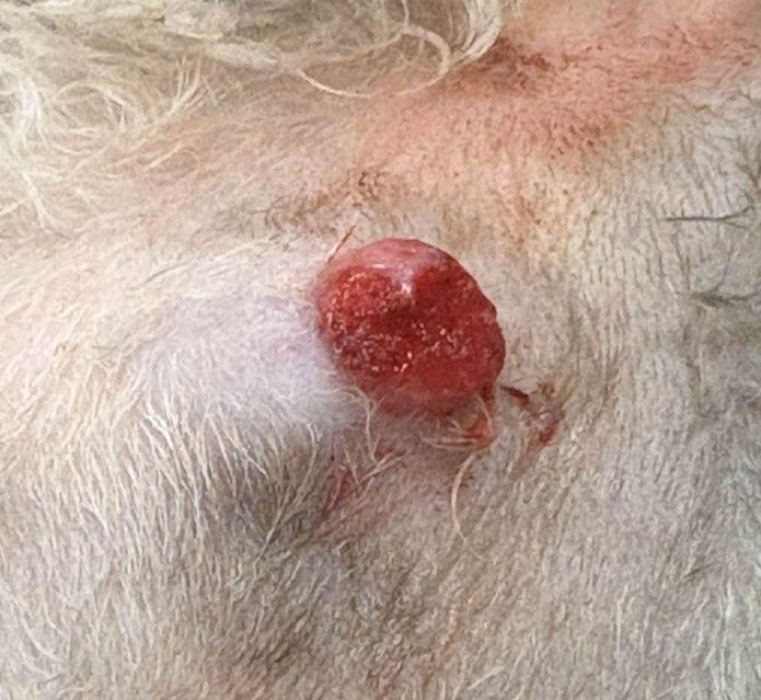 Close up of a photo of a raised skin growth on the shaved belly of a cat.
