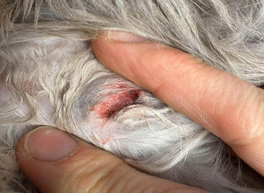 Close up of a photo of a raised skin growth under the fur of a long-haired cat.