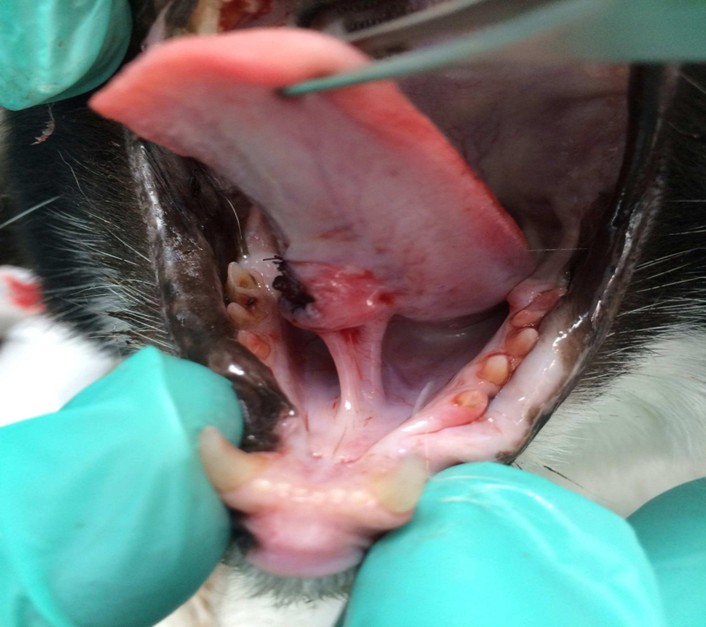 Close up view of an open cat mouth with mass under the tongue and suture from biopsy site.