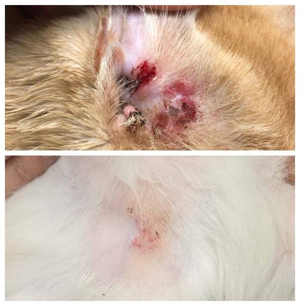 Two images of squamous cell carcinoma on a cat’s skin with ulceration and bleeding on an ear and on an inner thigh.