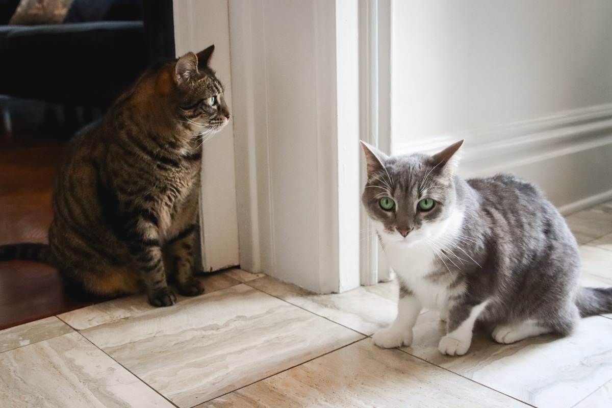 Grey & White Short Hair Tuxedo & Brown Tabby Cats Indoor At Home-2-compressed