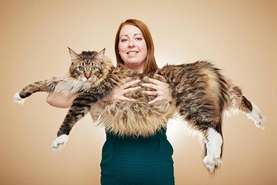 Meet the 3 Longest Domestic Cats Ever Recorded