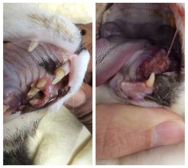 Two images of squamous cell carcinoma tumors in cat mouth, one under the tongue and one of the gums. Tissue is ulcerated and bleeding.