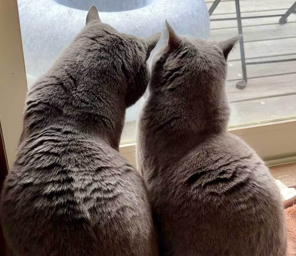 Orphee and Sach