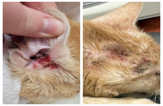 Two images of the same close up of a cat’s ear, one with red ulcerated skin and the second after removal of the cancerous ear tissue.