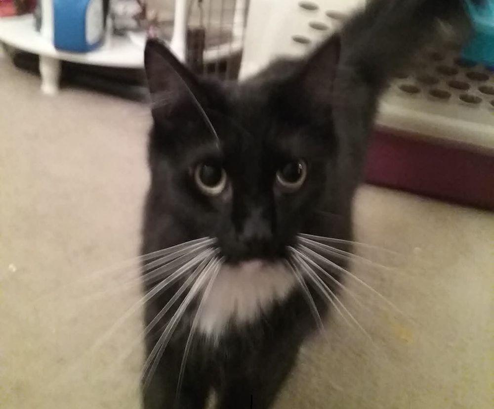 elf as kitten