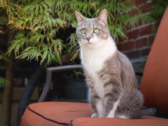 Intelligent Cats