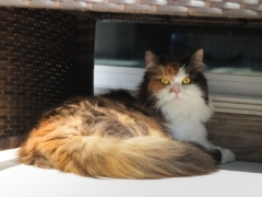 Persian cat breed