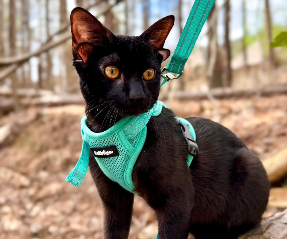 dobby on leash