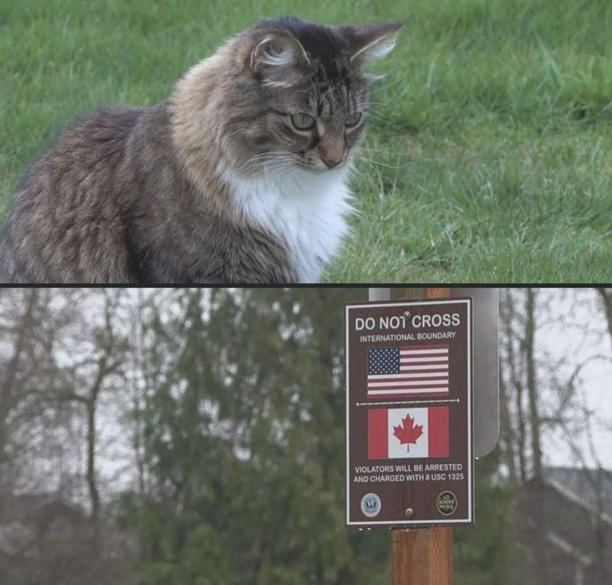 louis the cat