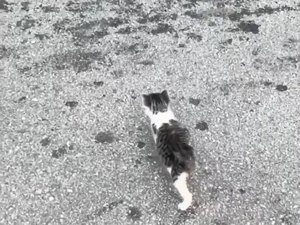 A Little Kitten, Strutting Across the Street