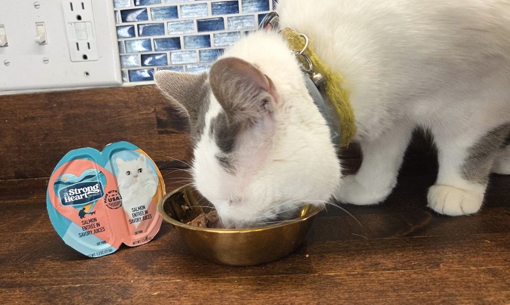 A Strong Heart Salmon Entree in Savory Juices Wet Cat Food