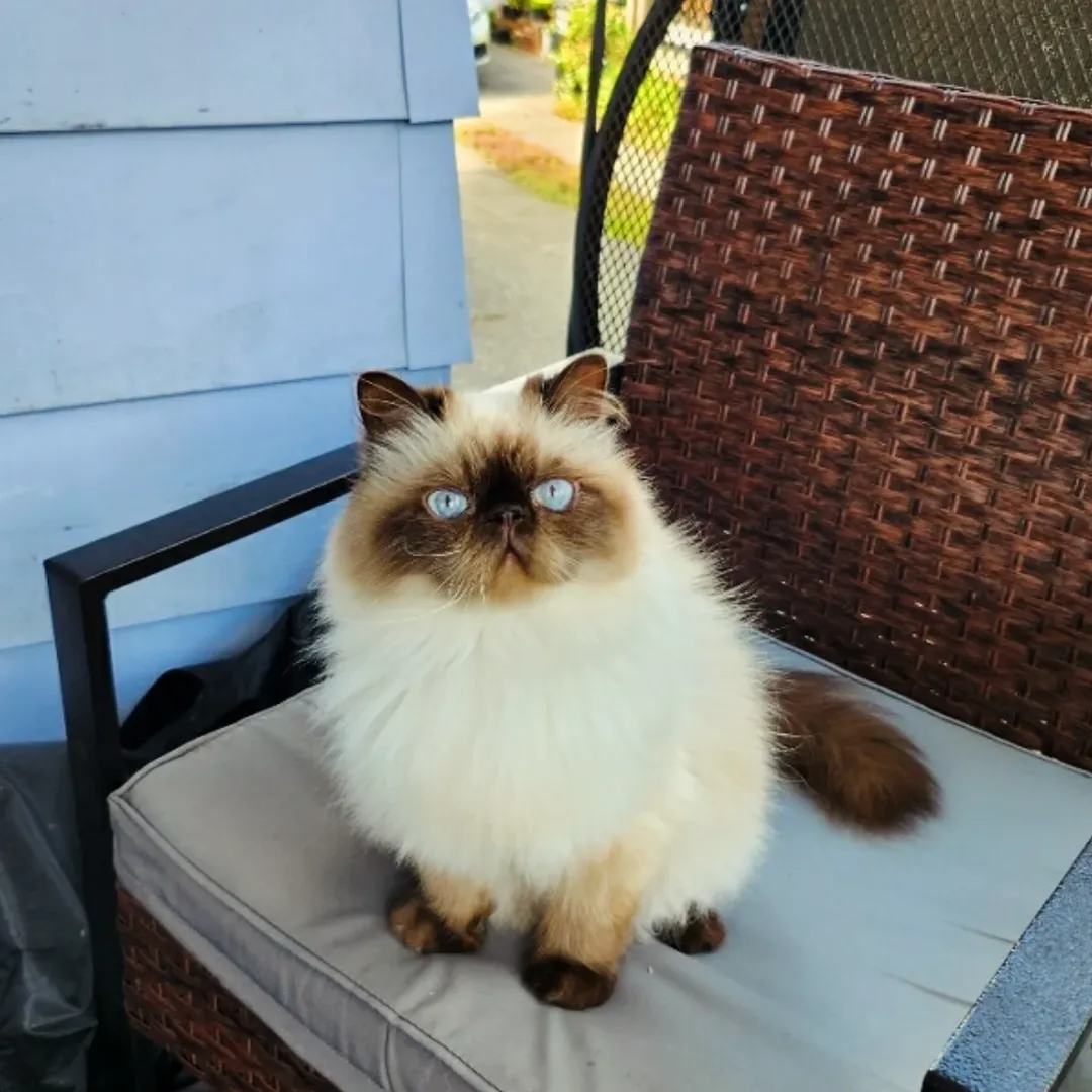 BenBen