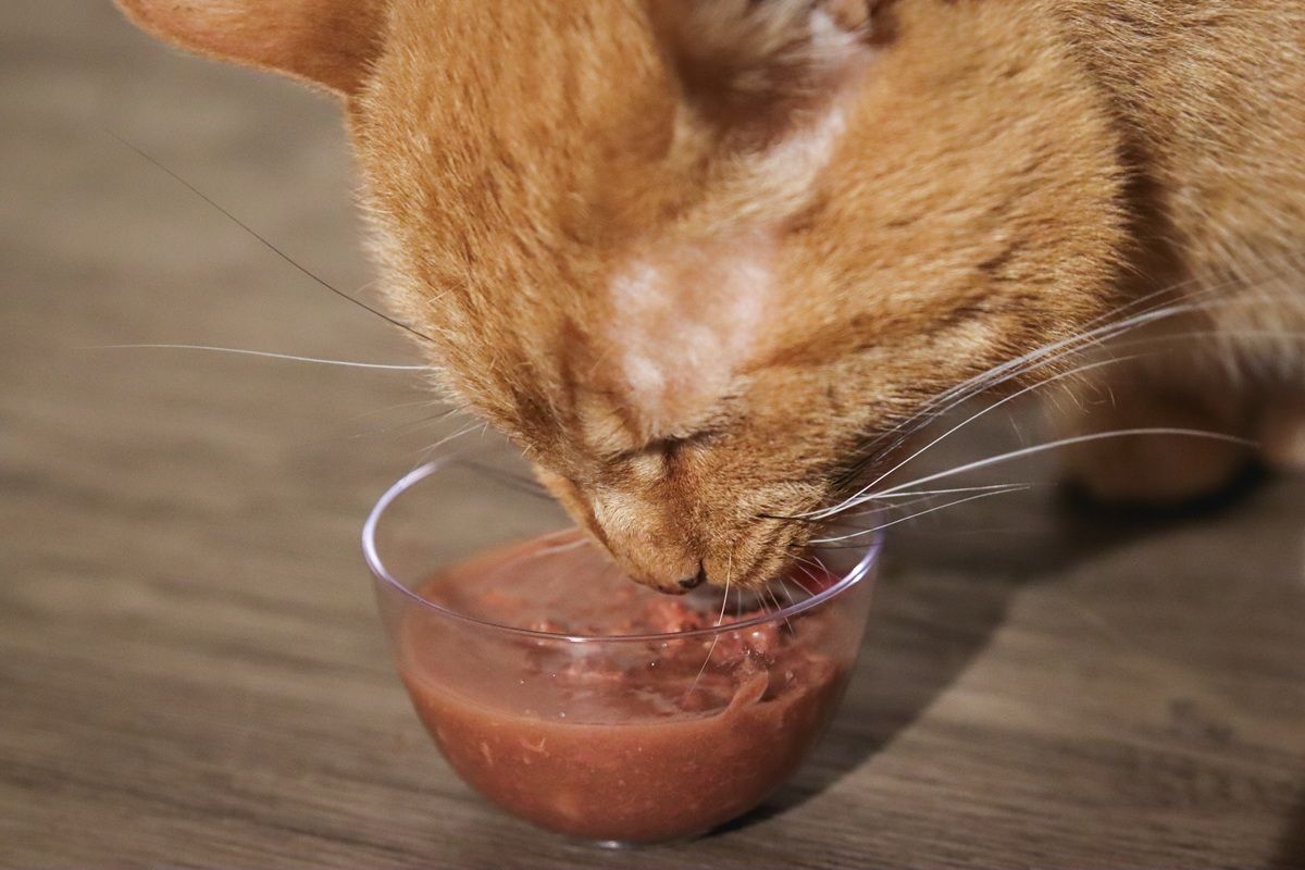 Benefits of Feeding Cats Wet Food