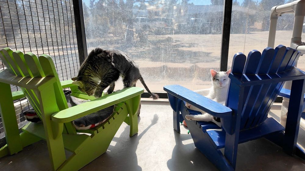 Best Friends Volunteer Makes “Catdirondack