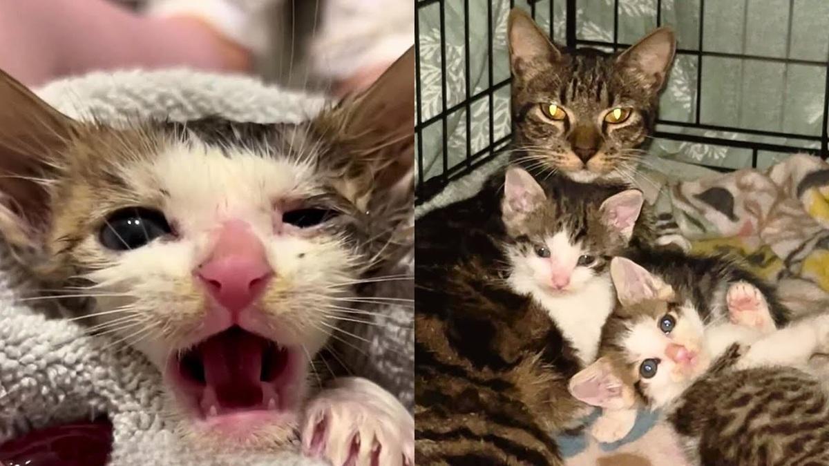 Bold Kitten Saved His Whole Family