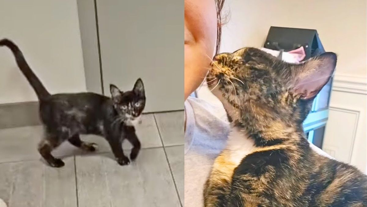Cat Distribution System Keeps Giving Her More Cats
