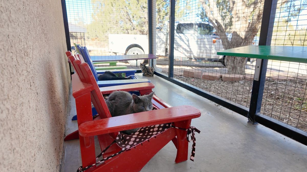 Catdirondack” Chairs for Feline Residents