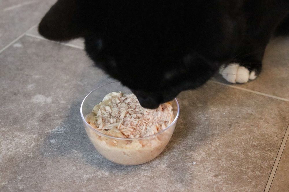 Choosing Wet Cat Food