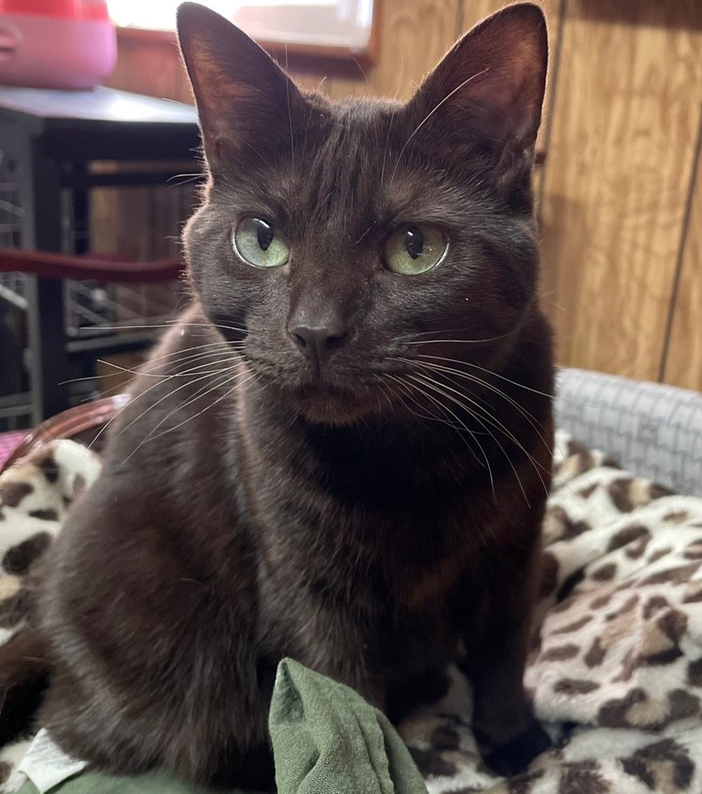 Cocoa
